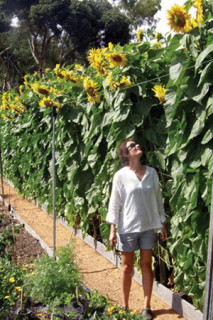 Giant Russian sunflowers