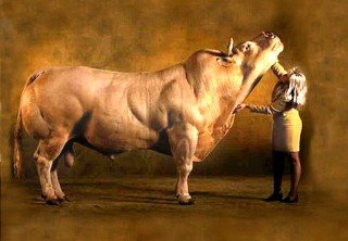Genetically Modified cow yields human breast milk