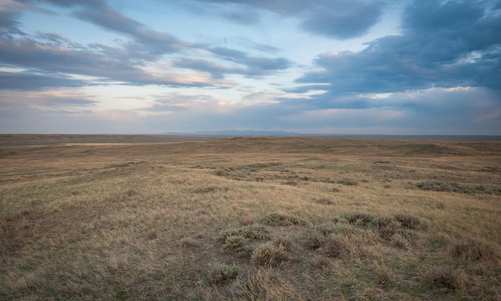 Northern Grasslands - Great Plains
