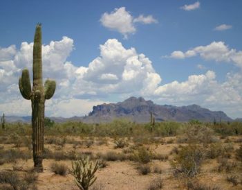 saguaro-cactus-new-mexico-the-sonoran-desert-6c72a6924778212fb550c3860c37da26