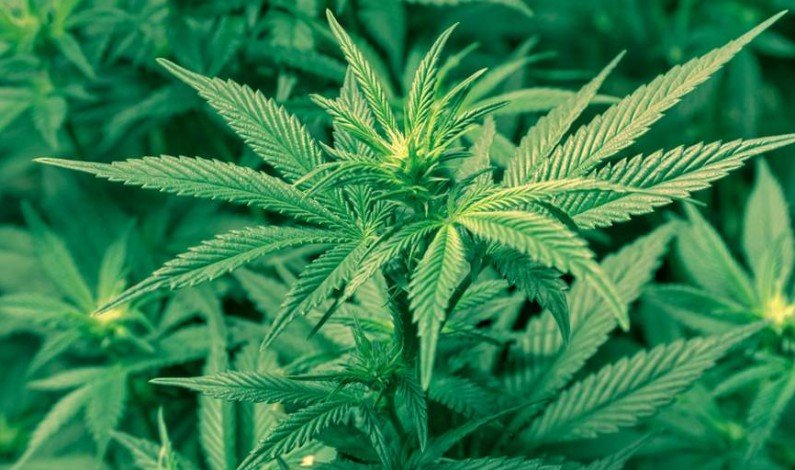 War on weed: Veterans’ access to medical marijuana blocked by Republicans War on weed: Veterans’ access to medical marijuana blocked by Republicans