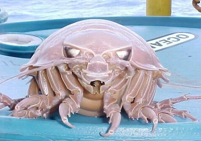sea creature