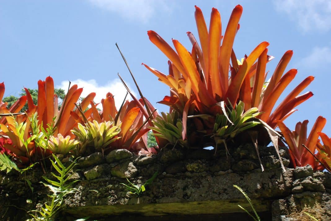 Barbados Garden