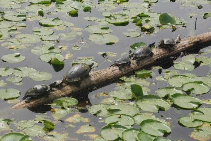 turtles on a log