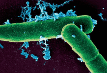 Vaccines for Bioterror Attacks