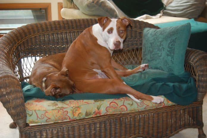 Fiona and Greers