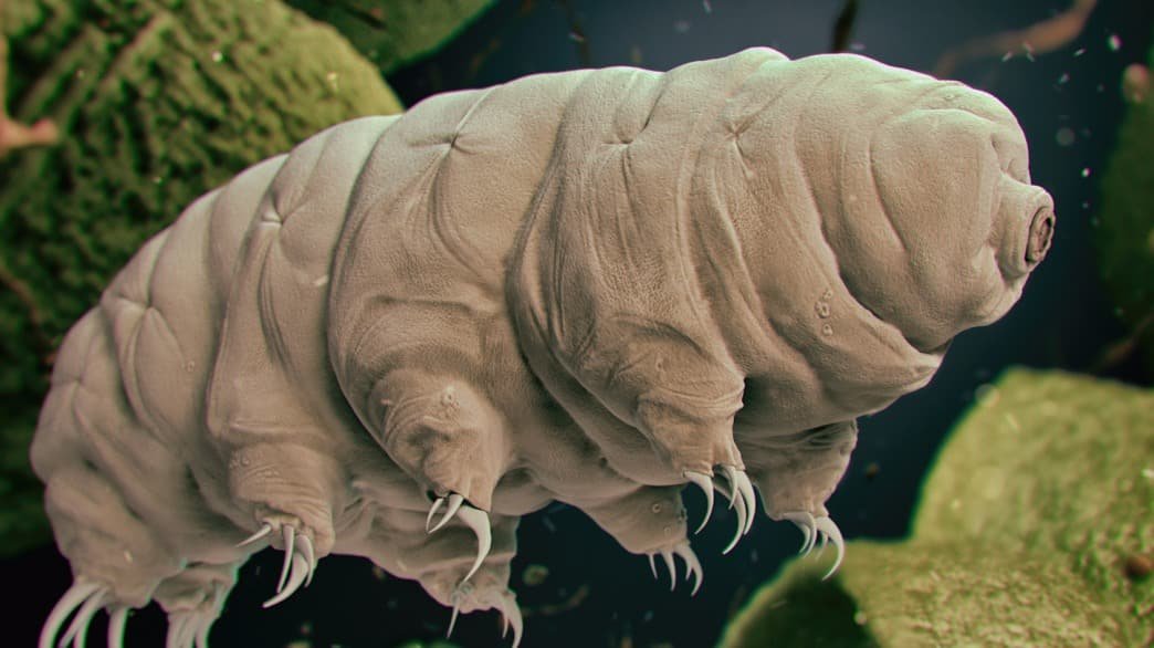 tardigrade
