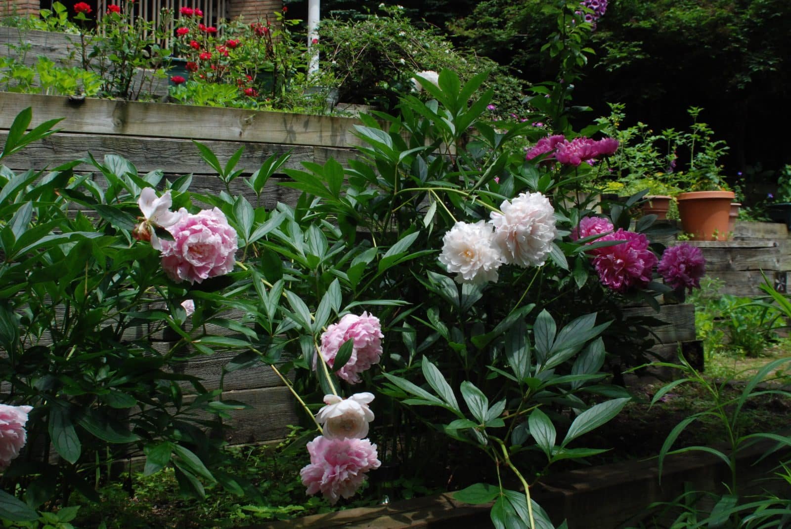 peonies