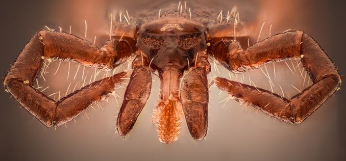 tick