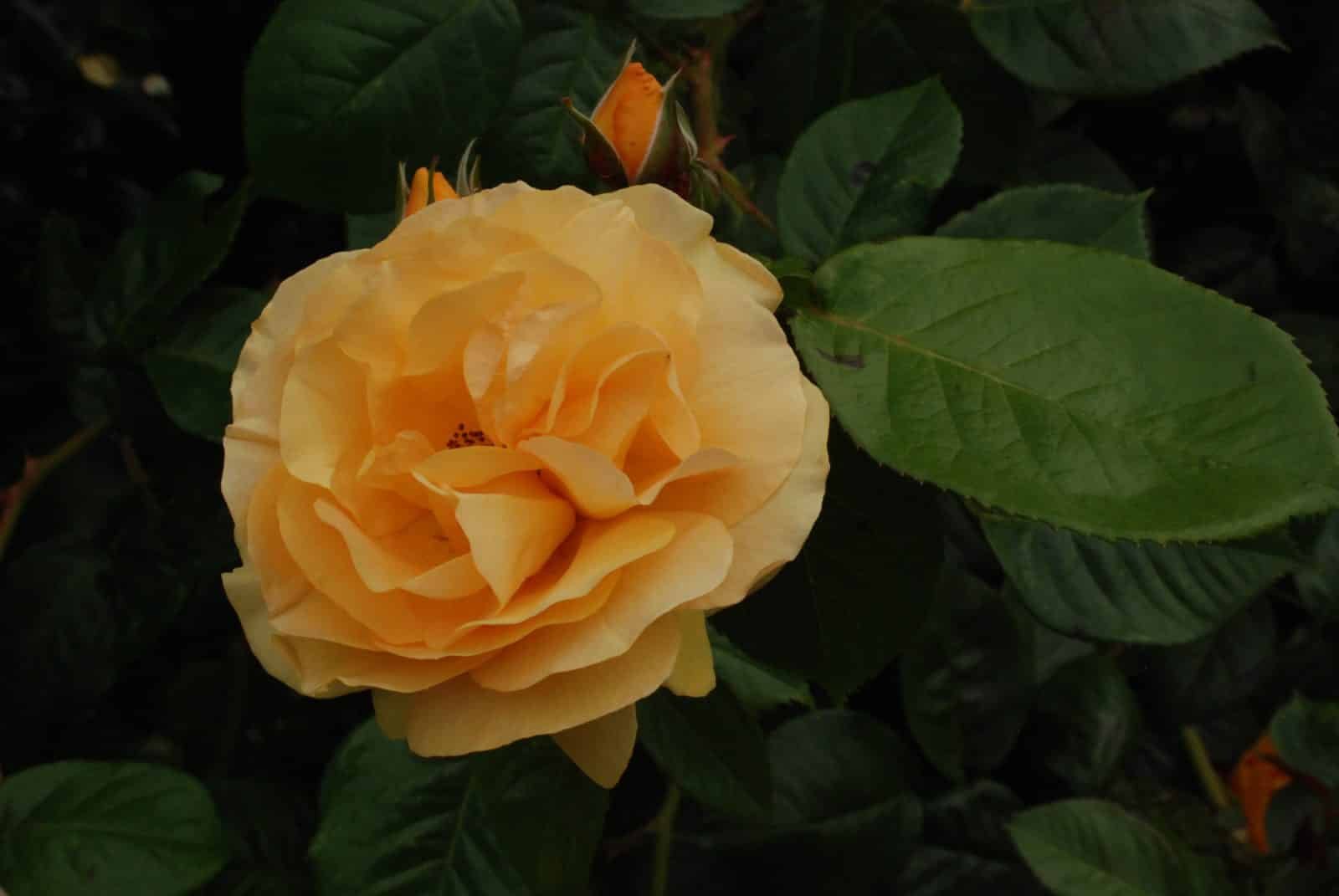 English Rose