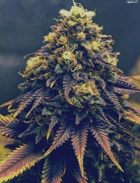cannabis