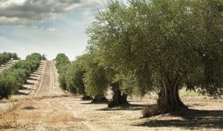 NEO – Of fools, wickedness, and the “European Florida” by Phil Butler, …with New Eastern Outlook, Moscow [ Editor’s Note: What do Greece, Crete and Florida have in common? Absolutely nothing. I would ruin Phi’s story by telling you why, because he has done a good job. My story, thankfull...