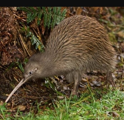 brown Kiwi