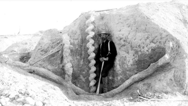 Devil's Corkscrews