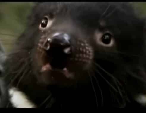 Tasmanian devil
