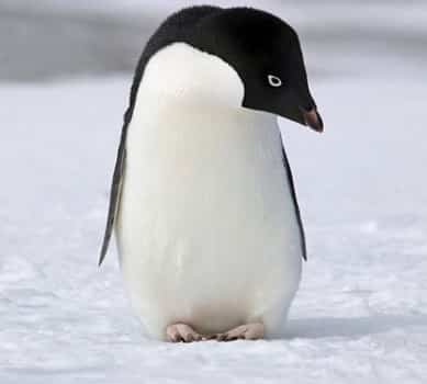 penguin