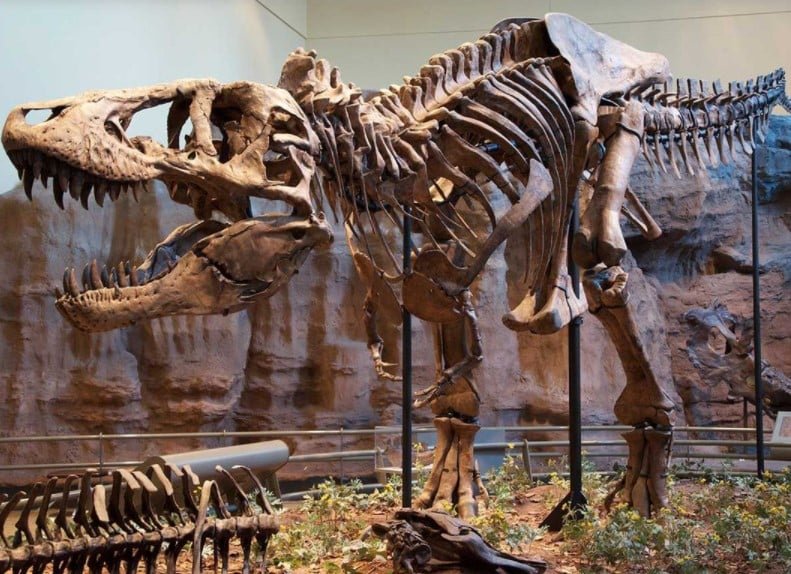 T Rex