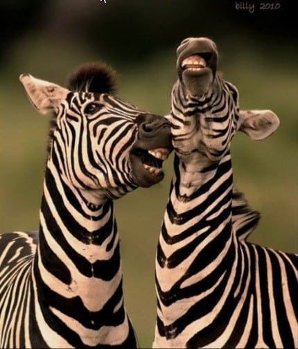 zebras