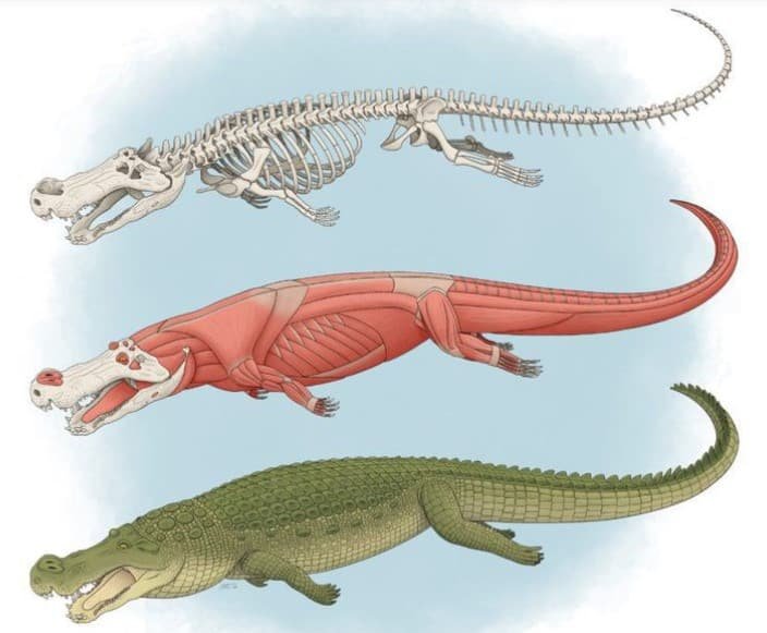 crocodile
