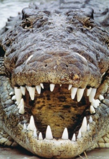 crocodile