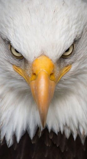 eagle