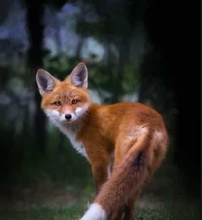 fox