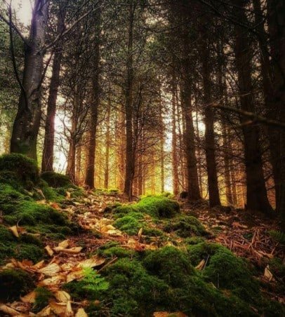 woods