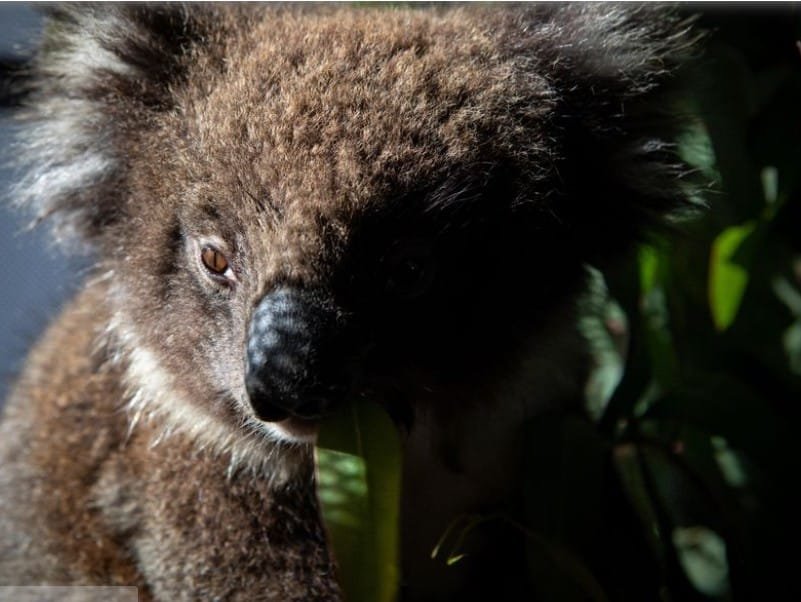 koala