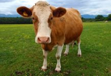 Cows and Climate Change