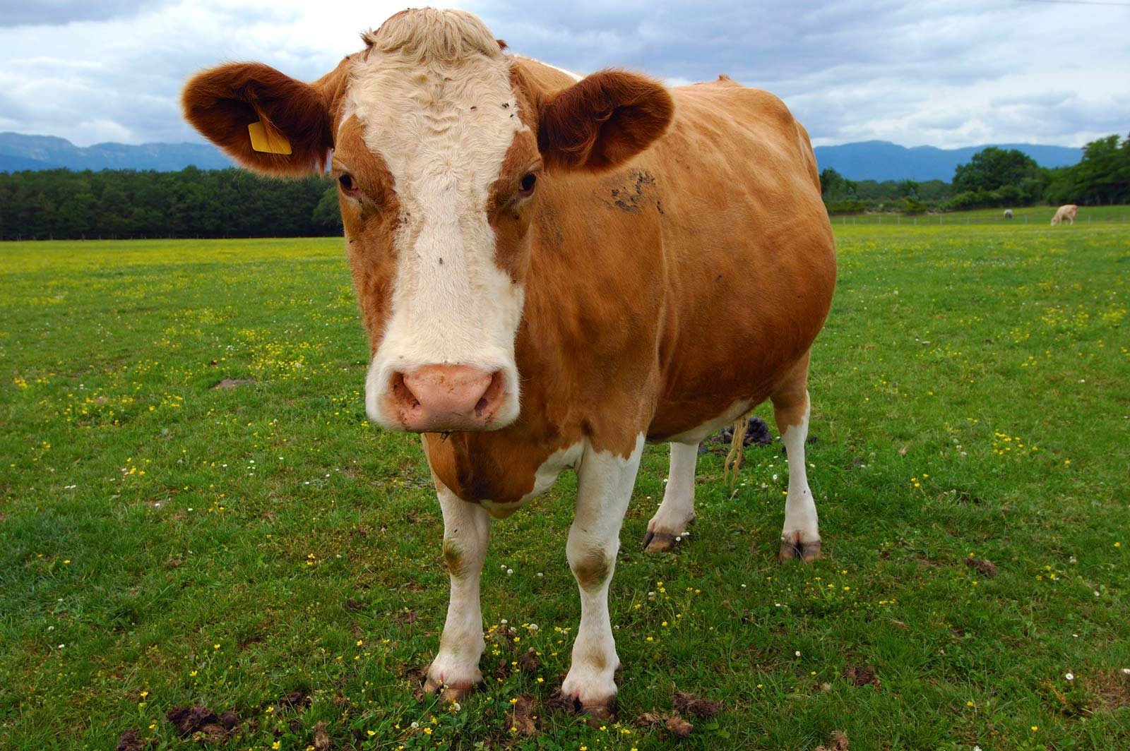 Cows and Climate Change – Veterans Today | Military Foreign Affairs Policy Journal for Clandestine Services - Vimarsana News