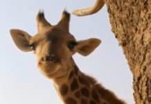 High Blood Pressure is Okay for a Giraffe