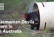 Hopefully Tasmanian Devils Are Making a Comeback to Mainland Australia