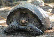 Thought Extinct: Fernandina Galapagos Tortoise Looking For Boyfriend