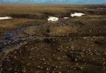 Oil Nobody Needs: Biden Stops Trump’s ‘Arctic Rape’ Oil Scam