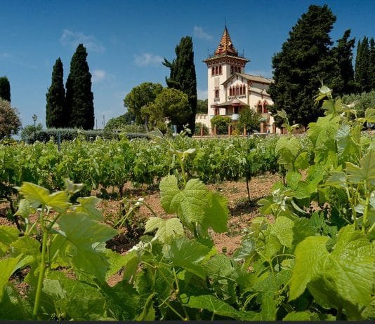 History of Spanish Wines