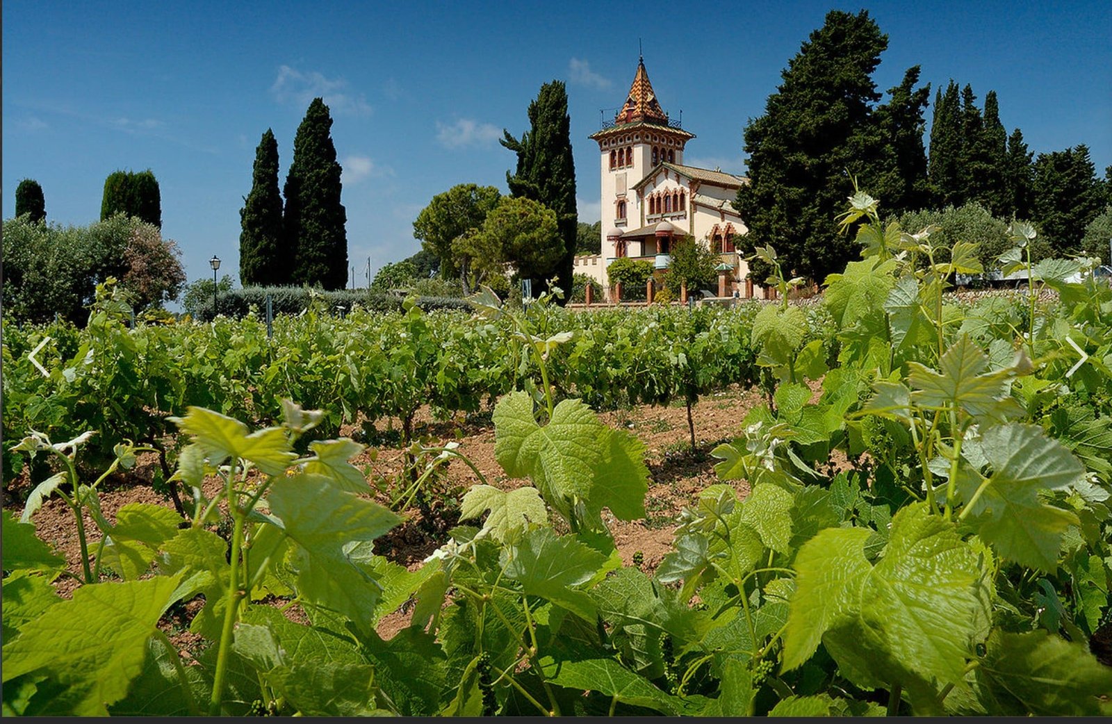 History of Spanish Wines – Veterans Today | Military Foreign Affairs Policy Journal for Clandestine Services - Vimarsana News