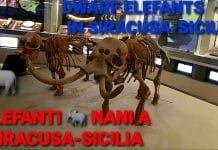 Evolution on an Island Produced Shetland Pony Sized Elephants