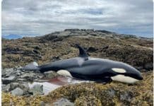 Humans Save Killer Whale From Being Eaten Alive by Birds