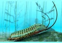 Seeing over a Kilometer and Nearby At the Same Time