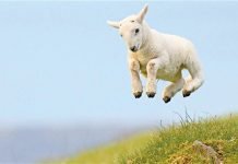 Replacing Unhealthy Fats with Olive Oil Is a Heart-Healthy Choice