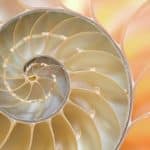 nautilus-shell-fibonacci-spiral-doug-chinnery
